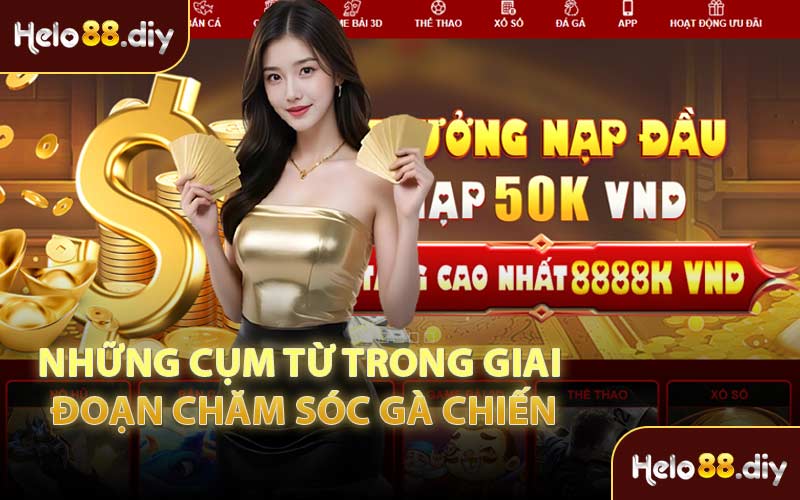 Những Cụm Từ Trong Giai Đoạn Chăm Sóc Gà Chiến