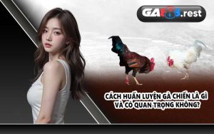 Cách huấn luyện gà chiến là gì và có quan trọng không?