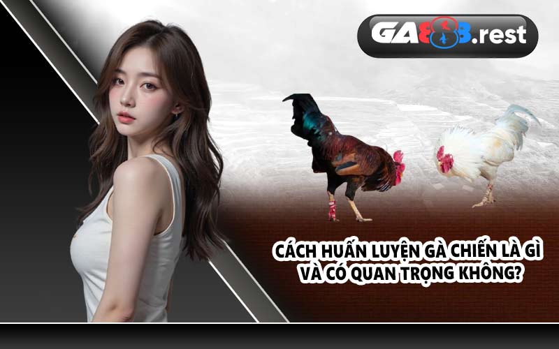 Cách huấn luyện gà chiến là gì và có quan trọng không?