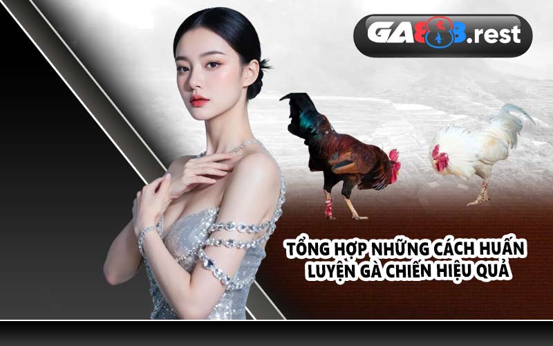 Tổng hợp những cách huấn luyện gà chiến hiệu quả